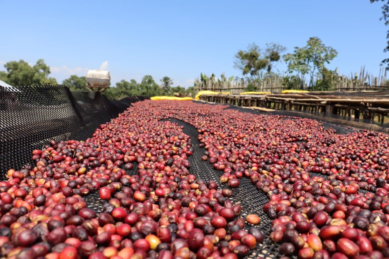 coffee plantation